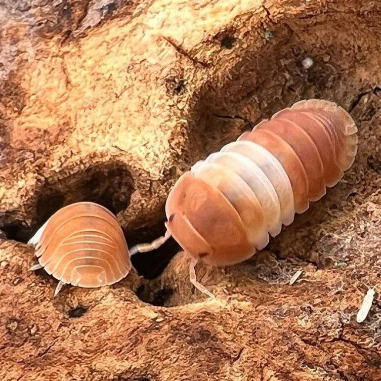 10 Cubaris sp. ‘Red Panda’ Isopods