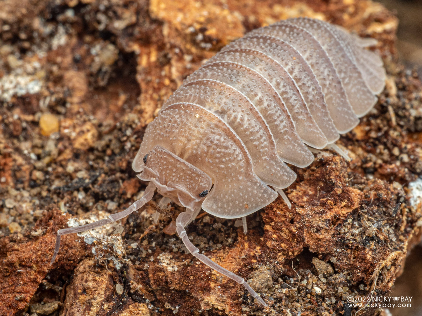 10+ Armadillidium Scaberrimum Sp. "Sandstone"