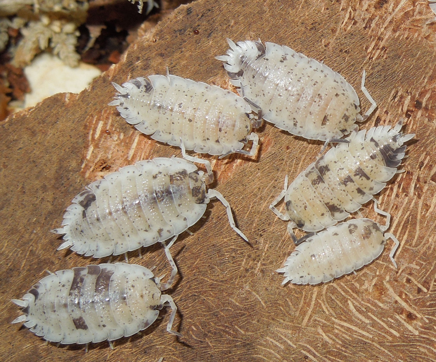 25+ "Dalmatian" Isopods (Porcellio scaber)
