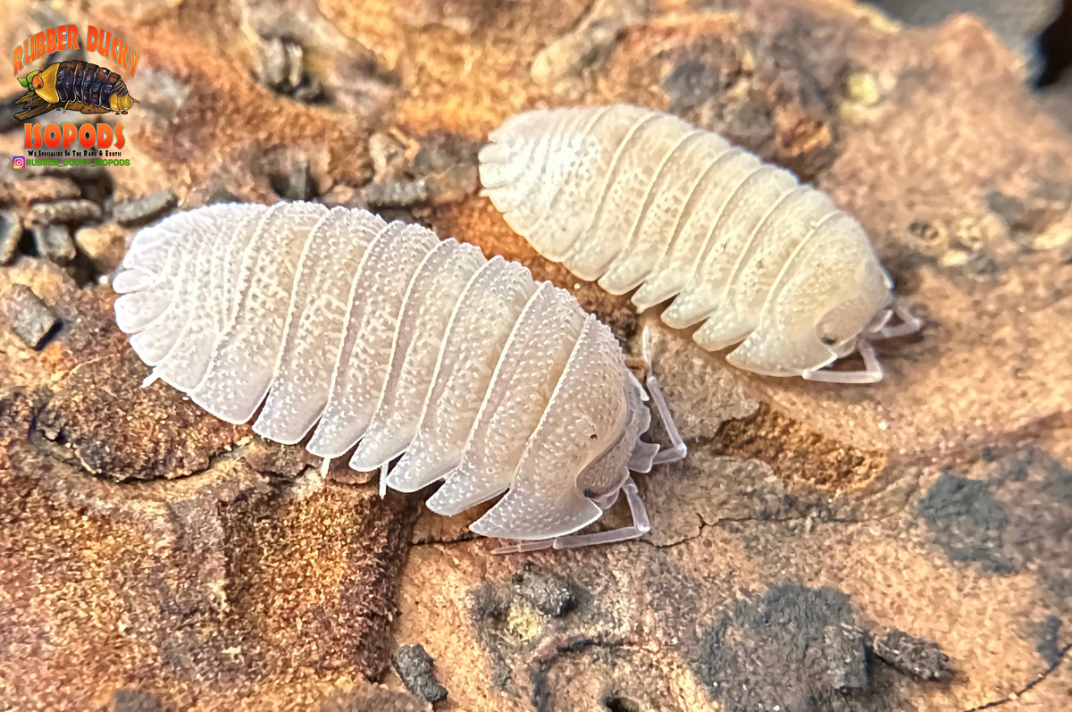 10+ Armadillidium Scaberrimum Sp. "Sandstone"