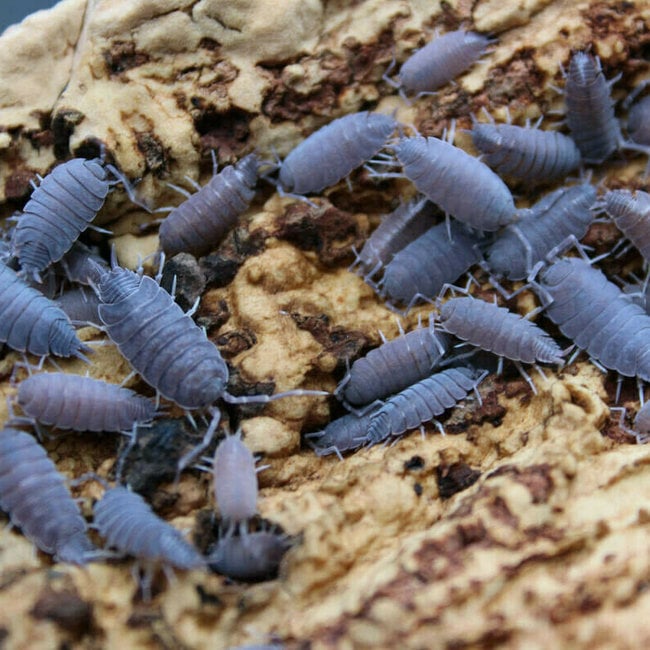 25+ Porcellionides pruinosus 'Powder Blue' Isopods