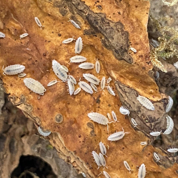 25+ Trichorhina tomentosa 'Dwarf White' Isopods