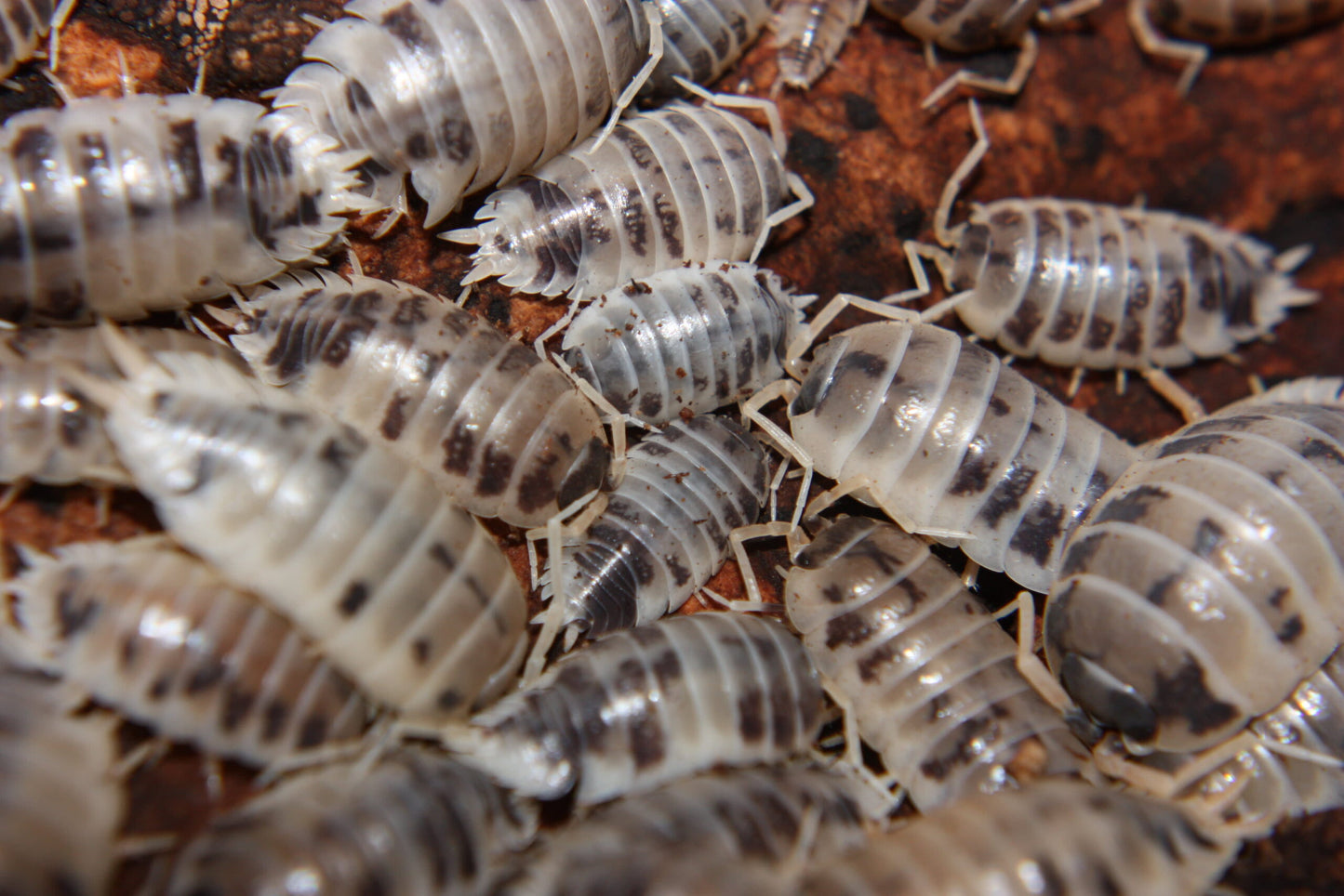 25+ "Dalmatian" Isopods (Porcellio scaber)