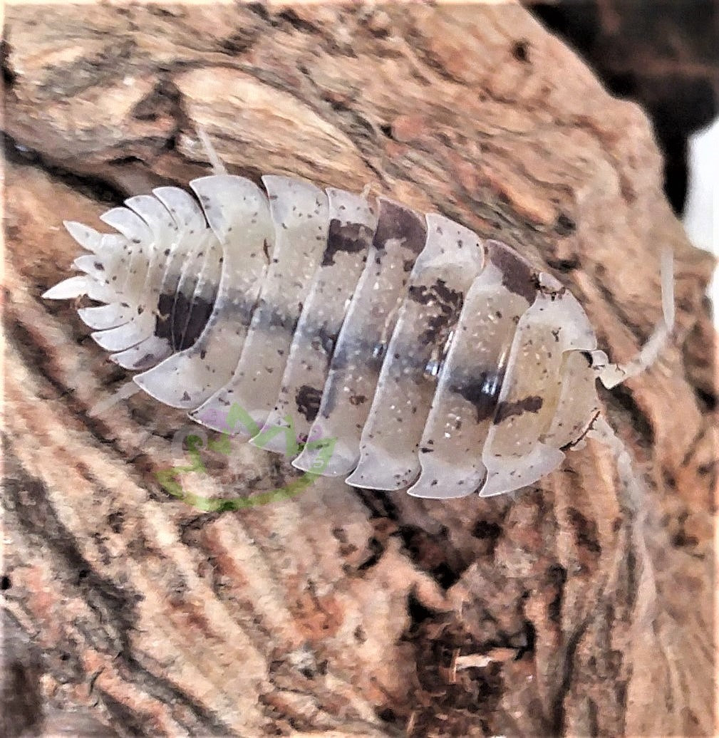 25+ "Dalmatian" Isopods (Porcellio scaber)
