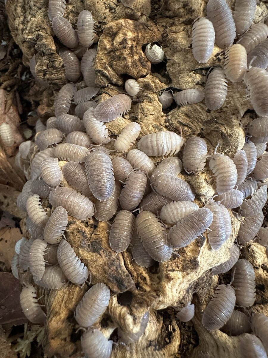10+ Armadillidium Scaberrimum Sp. "Sandstone"