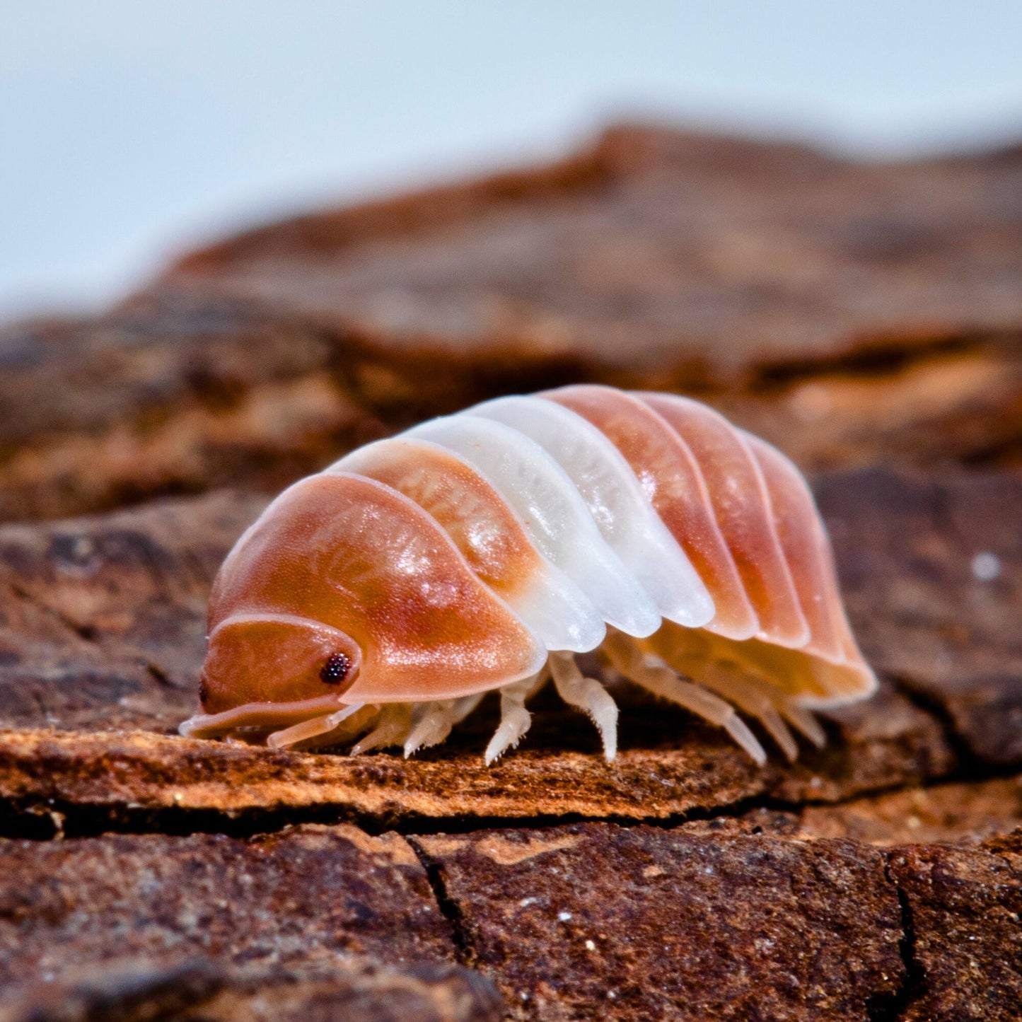 10 Cubaris sp. ‘Red Panda’ Isopods