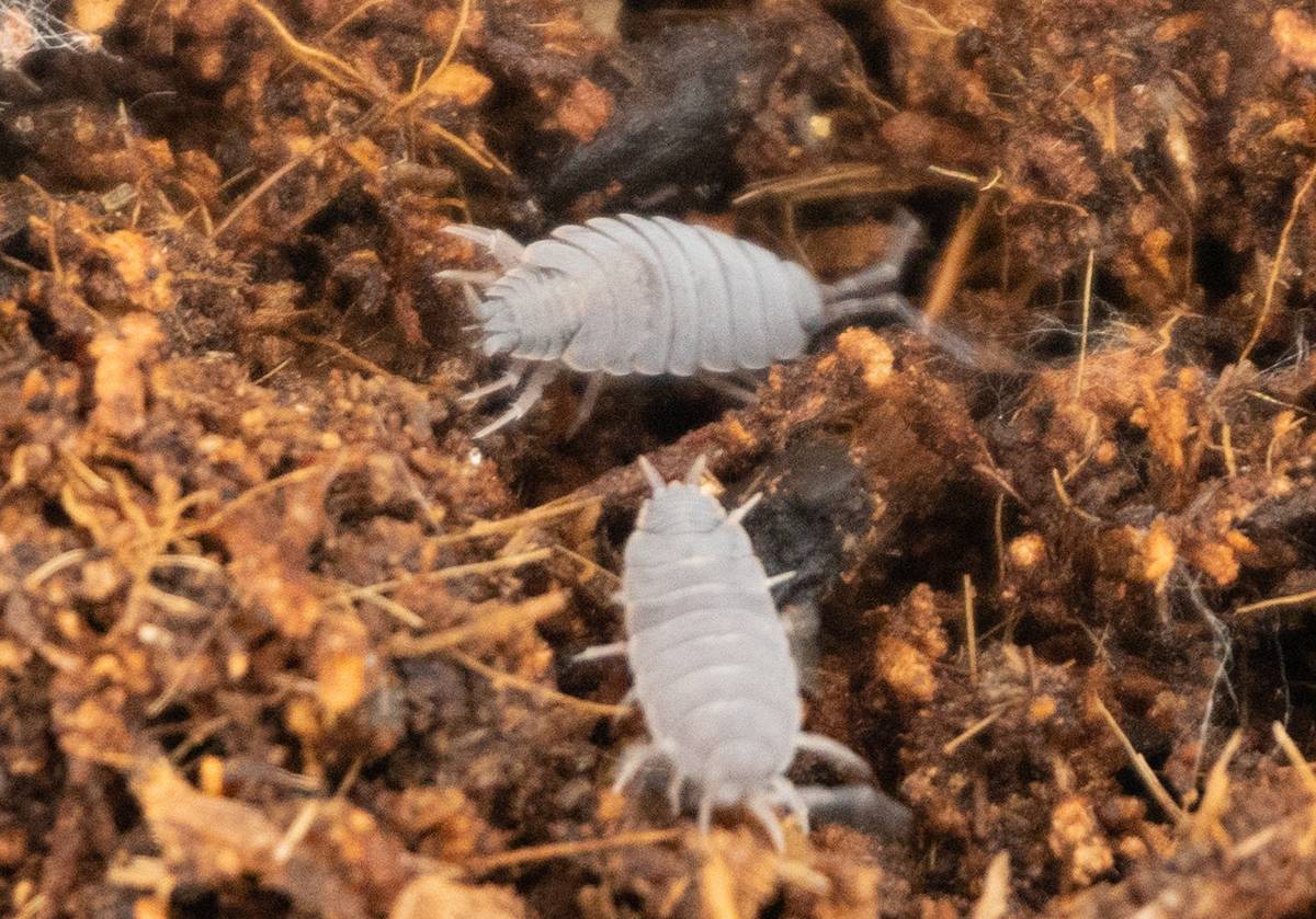 25+ Porcellionides pruinosus 'Powder Blue' Isopods