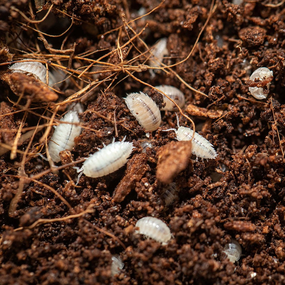 25+ Trichorhina tomentosa 'Dwarf White' Isopods