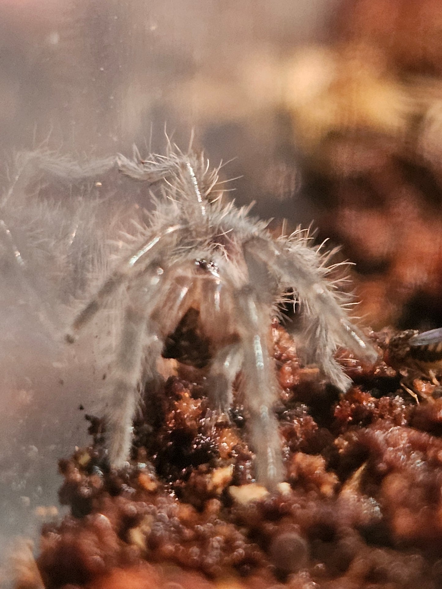 TLILTOCATL ALBOPILOSUS "CURLY HAIR TARANTULA" i7 sling