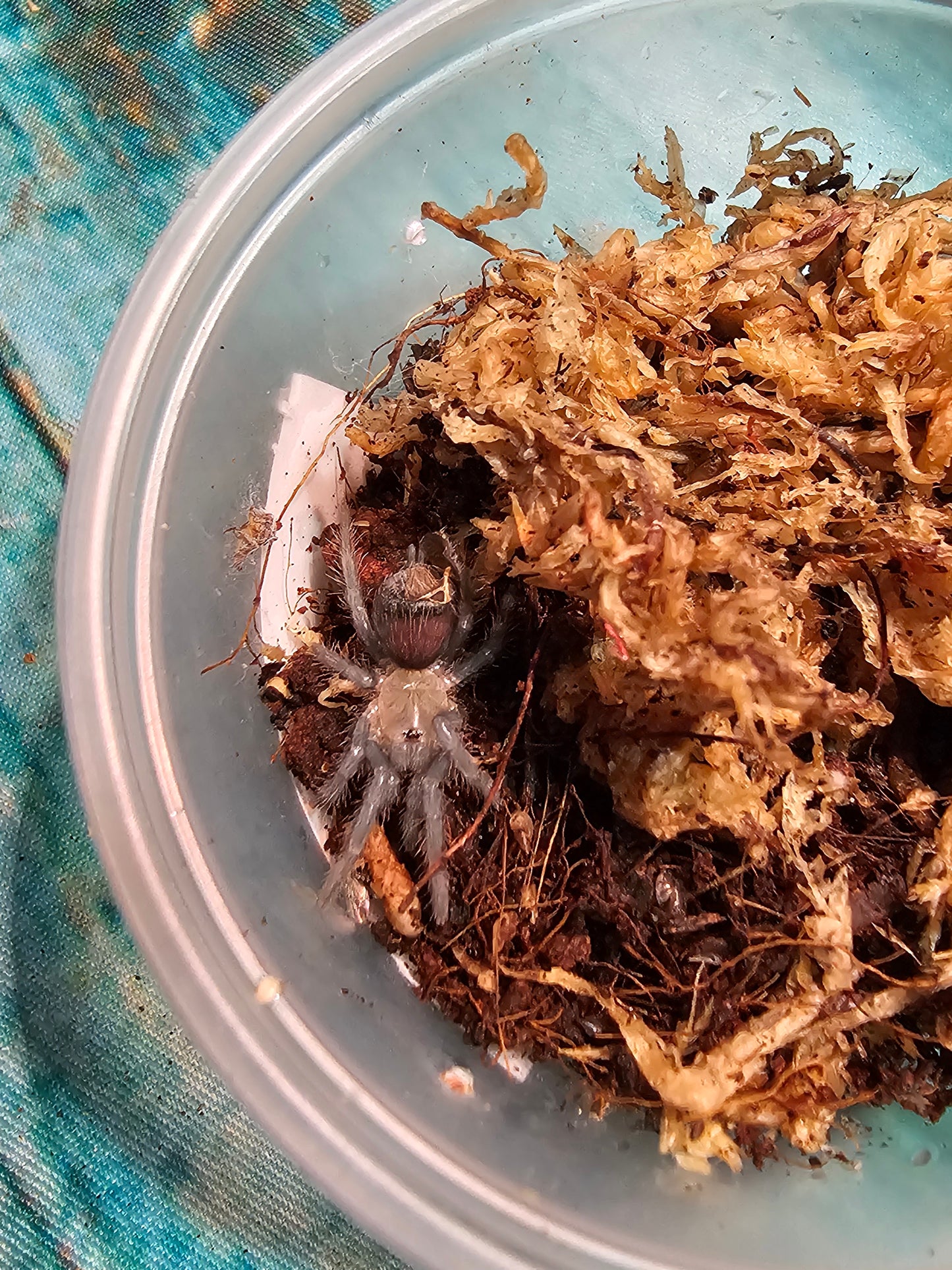 TLILTOCATL ALBOPILOSUS "CURLY HAIR TARANTULA" i7 sling