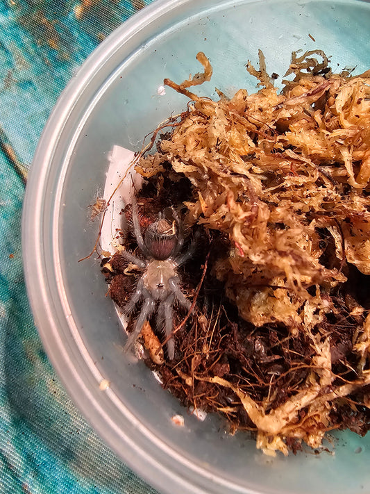 TLILTOCATL ALBOPILOSUS "CURLY HAIR TARANTULA" i7 sling