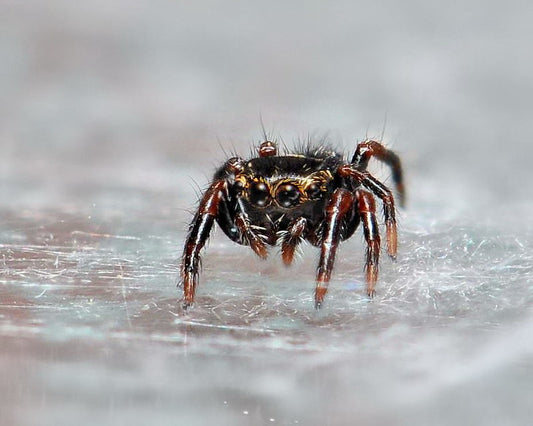 Phiddipus Audax Sling "Bold Jumping Spider"