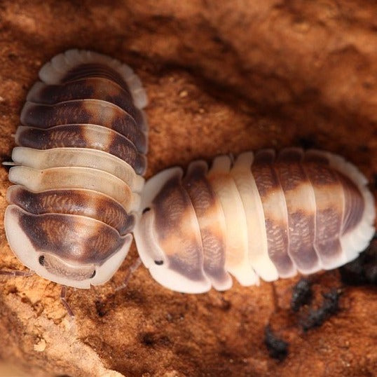 10 Cubaris sp. "Cappuccino"