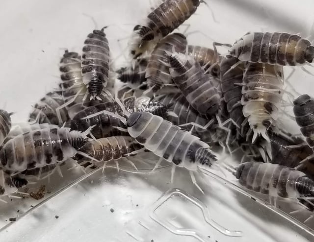 25+ "Oreo Crumbles" Isopods (Porcellionides pruinosus)