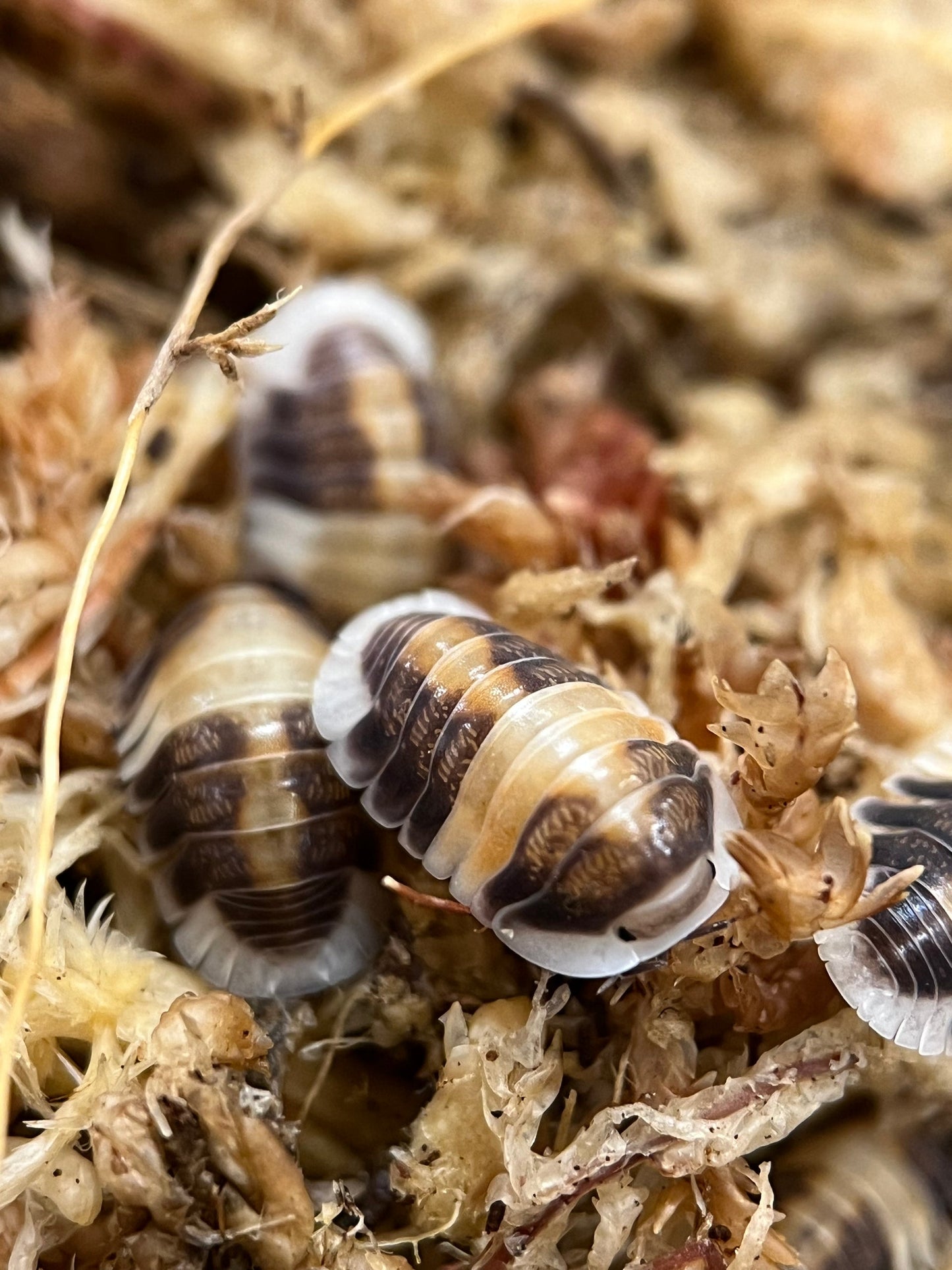 10 Cubaris sp. "Cappuccino"