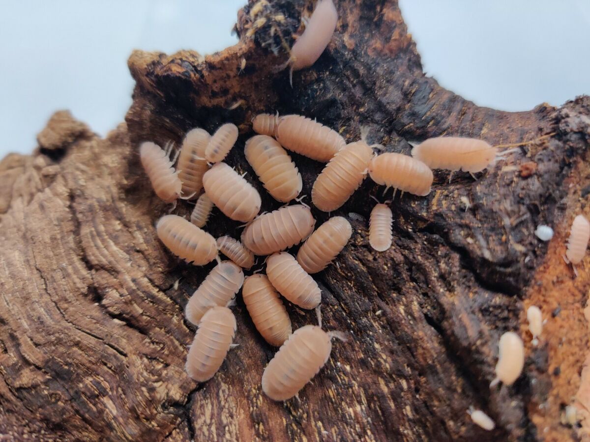10 Cubaris murina "Papaya"
