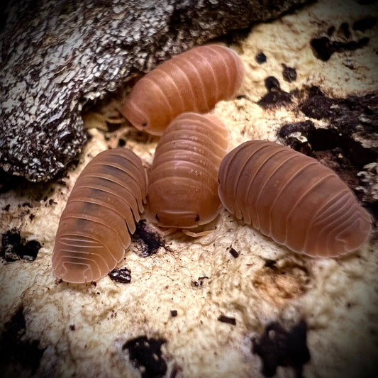 10 Cubaris Murina “Mamey”