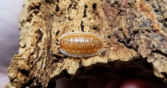 10 Oniscus asellus "B.C. Maple"