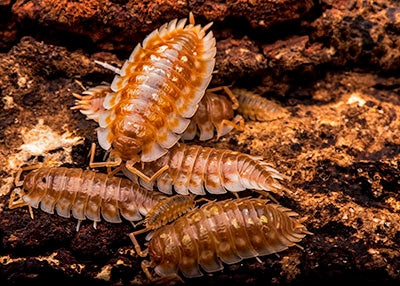 10 Oniscus asellus "B.C. Maple"