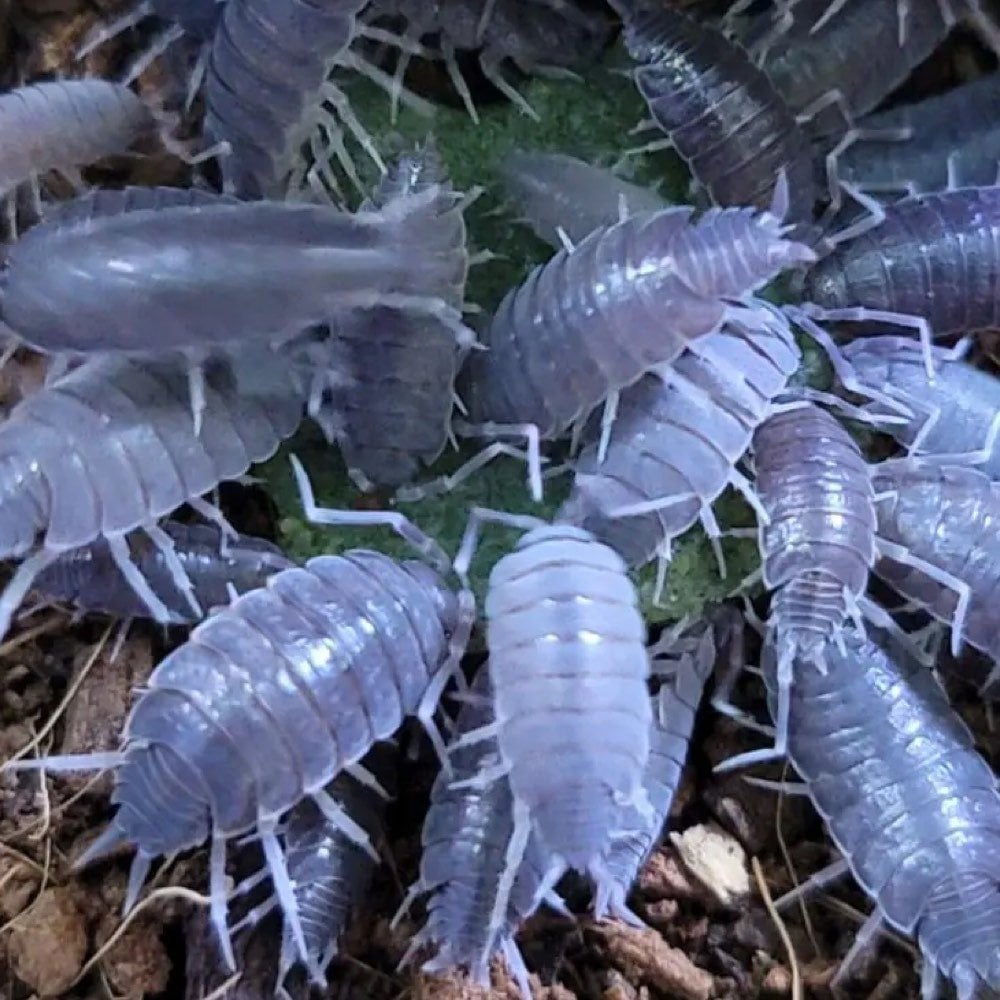 25+ Porcellionides pruinosus 'Powder Blue' Isopods