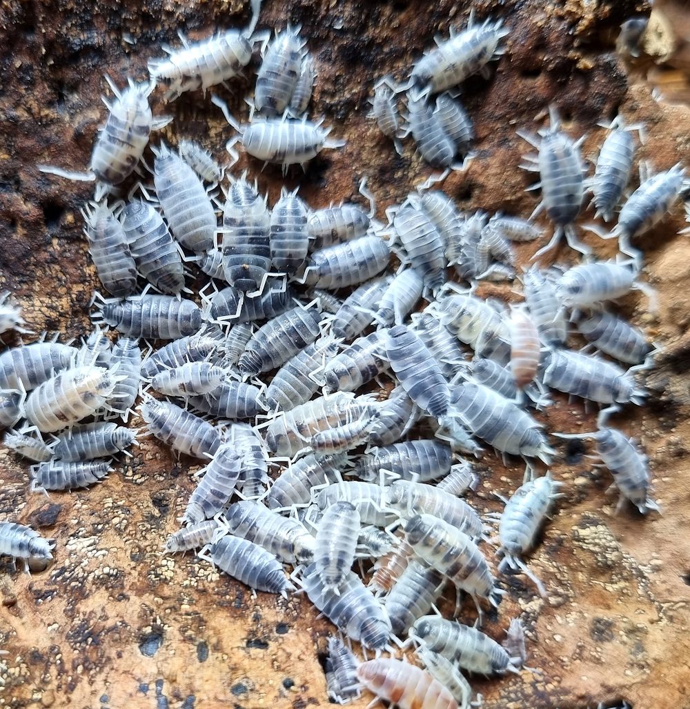 25+ "Oreo Crumbles" Isopods (Porcellionides pruinosus)