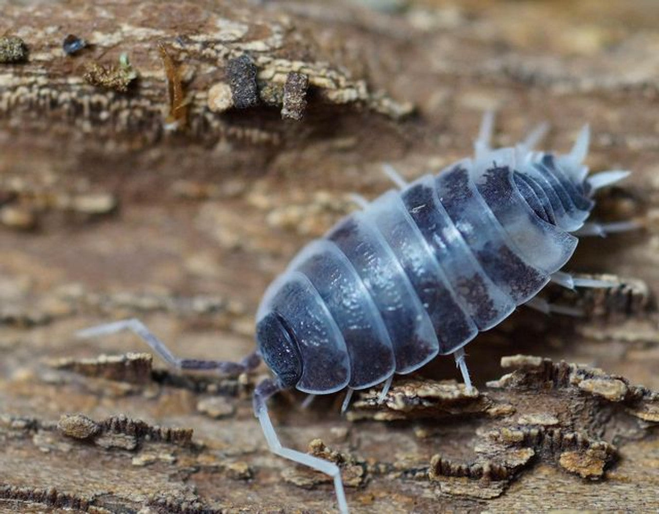 25+ "Oreo Crumbles" Isopods (Porcellionides pruinosus)